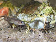 Neolamprologus signatus