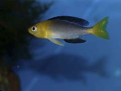 Самец  Cyprichromis leptosoma Jumbo Yellow Head