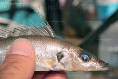 Baileychromis centropomoides