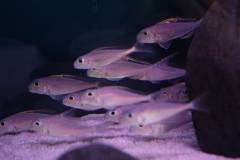 Xenotilapia nigrolabiata red princess