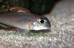 Xenotilapia nigrolabiata 'red princess'