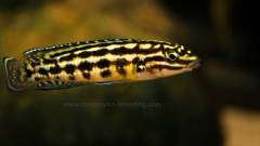Julidochromis marlieri