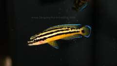 Julidochromis ornatus yellow Zaire