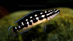 Julidochromis transcriptus Bemba