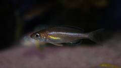 Cyprichromis leptosoma jumbo Yellow Head 5см.