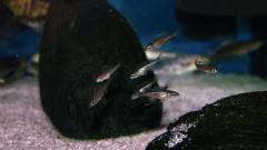 Cyprichromis leptosoma jumbo Yellow Head малек1