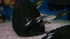 Cyprichromis leptosoma jumbo Yellow Head малек
