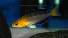 Cyprichromis leptosoma yellow head jumbo