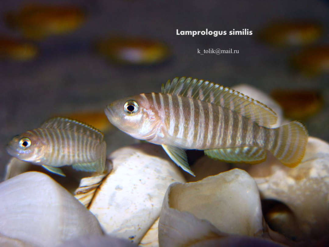 Lamprologus similis