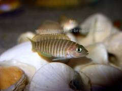 Lamprologus similis F1