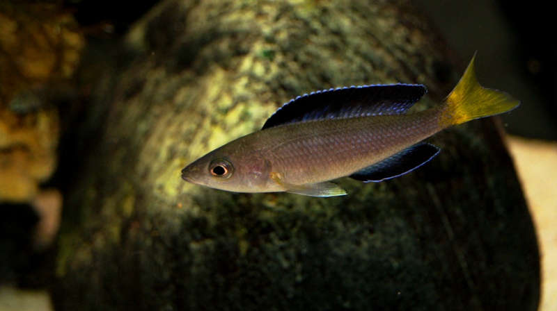 Cyprichromis sp. "leptosoma Jumbo Kekese"