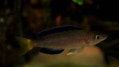 Cyprichromis sp. "leptosoma Jumbo Kekese"