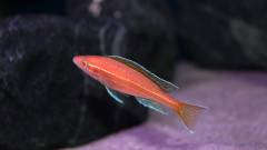 Paracyprichromis nigripinnis 'blue neon' albino