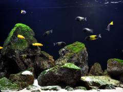 biotope aquarium A 18 4