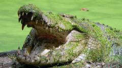 crocodile.x