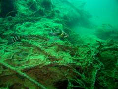 julidochromis Reg 2942 111144