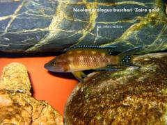 Neolamprologus buscheri 'Zaire gold'