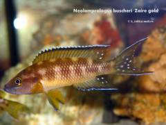 Neolamprologus buscheri 'Zaire gold'