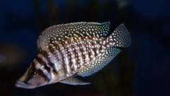 Altolamprologus calvus white (Chaitika)