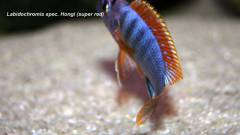 Labidochromis spec. hongi (super red)