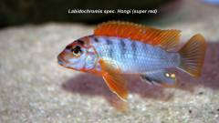 Labidochromis spec. hongi (super red)