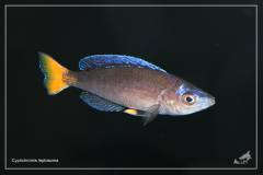 Циприхромис (Лептозома) желтохвостый (Cyprichromis leptosoma)