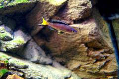 Cyrprichromis Leptosoma Mpulungu