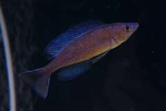 Cyprichromis microlepidotus 'Karamba'