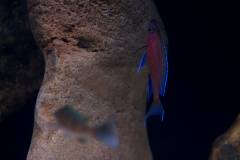 Paracyprichromis nigripinnis blue neon 'Chituta'