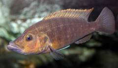 Abactochromis labrosus