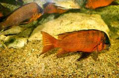 Petrochromis sp. "Red Bulu Point"