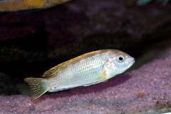Labidochromis sp. "perlmutt"