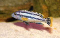 Melanochromis chipokae