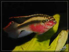 Pelvicachromis pulcher RED