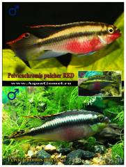 Pelvicachromis pulcher две вариации (краснощекий)