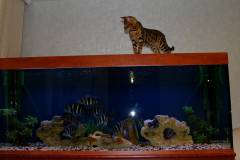 Мой Тимати и аквариум на 1100 литров с фронтозами БлюЗаир МОБА