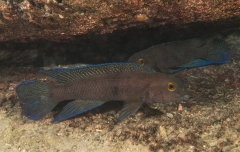 Chalinochromis cyanophleps, пара