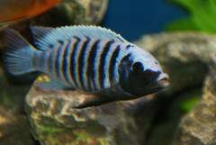 Metriaclima spec. 'zebra blue black Manda'