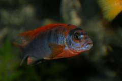 Labidochromis spec. 'Kimpuma red'