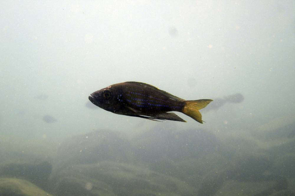 aulonocranus самец в озере.jpg