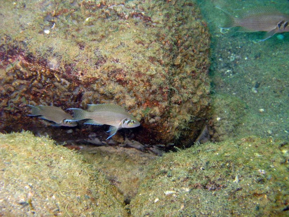 tropical fish Tanganyika 2.jpg