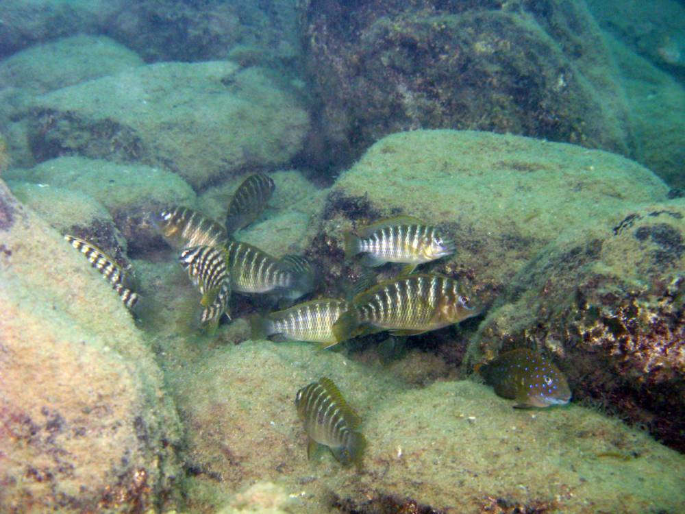 tropical fish Tanganyika 4.jpg