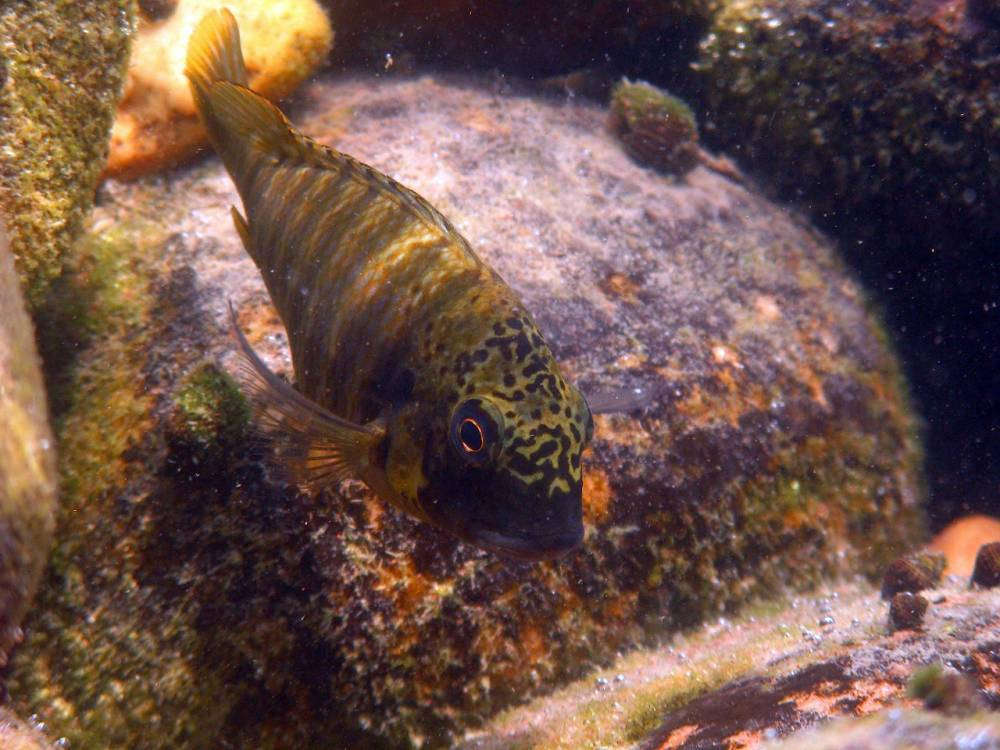 tropical fish Tanganyika 6.jpg