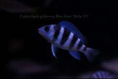 Cyphotilapia gibberosa Blue Zaire 'Moba' F1 (6).JPG