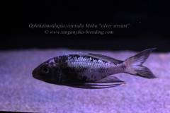 Ophthalmotilapia ventralis Moba "silver stream" F1