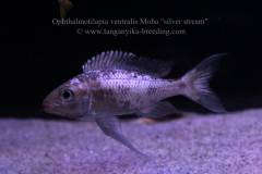 Ophthalmotilapia ventralis Moba "silver stream" F1