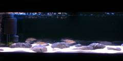 Gnathochromis  permaxillaris