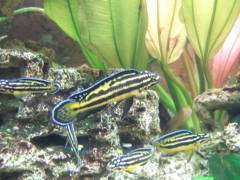 Julidochromis regani "Kerenge"(Kipili) самка с разновозрастным потомством.