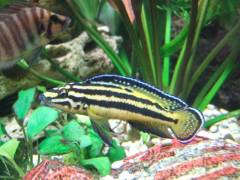 Julidochromis regani "Kerenge"(Kipili) самец.