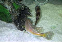 Limnochromis auritus